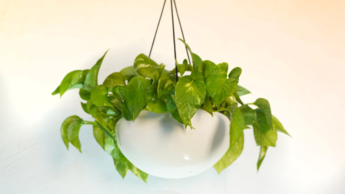 Large Bowl Planter, Ceramic Porcelain